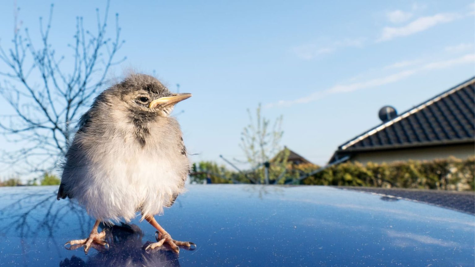 ecp bird waste paint protection