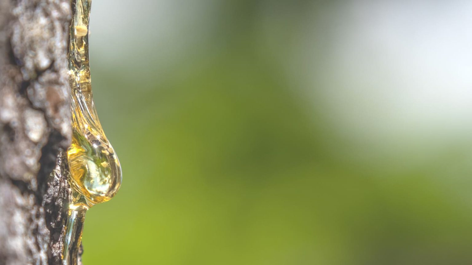 tree sap damage