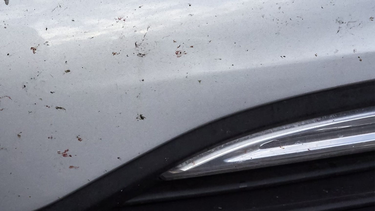 insect damage